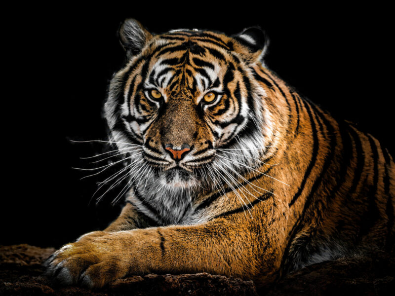 guardian-of-the-jungle-8w-1600x1200